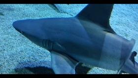 蓝色珊瑚礁在线观看,探寻海底奇观之旅 第3张 蓝色珊瑚礁在线观看,探寻海底奇观之旅 第3张